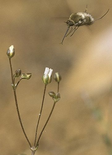 Arenaria ursina